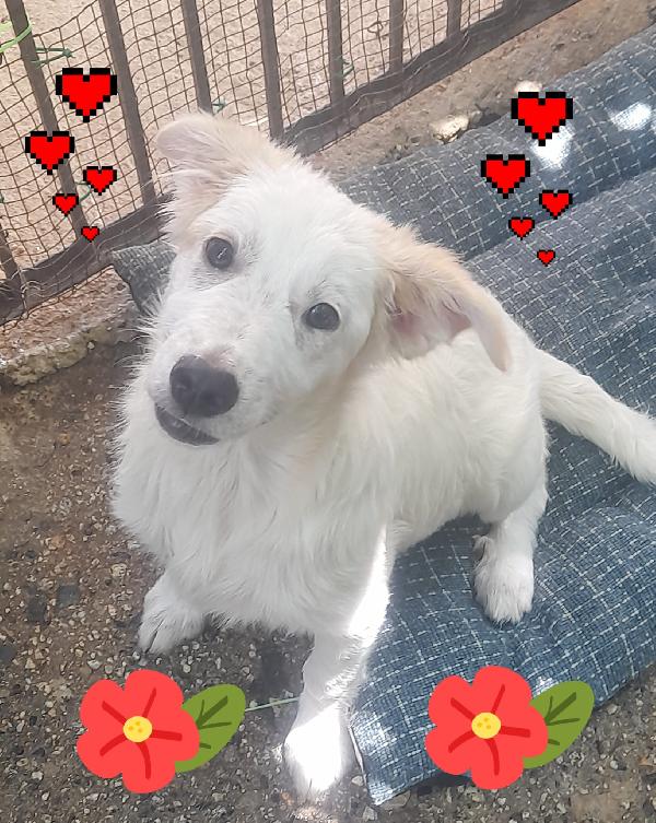 🌟 Iris, la forza della vita in cerca di amore 🌟 Foto 9